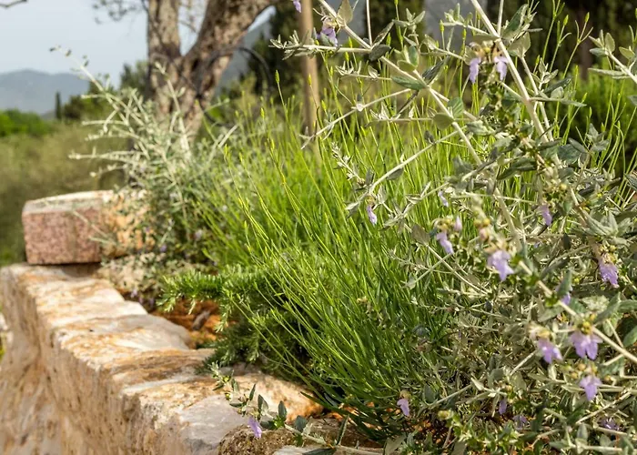 Olive Garden Lägenhet